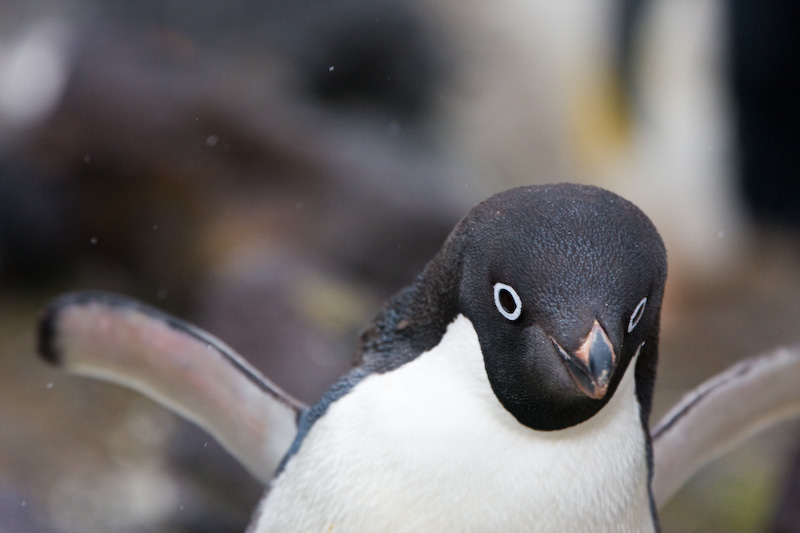 Adélie Penguin